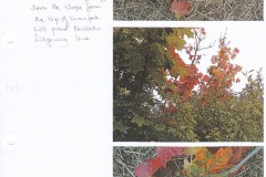 IMG_20240222_0002