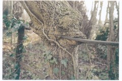 Wood and Iron